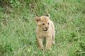 Cub is curious